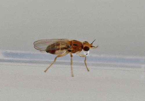 Réf. 336 204 : Elachiptera bimaculata